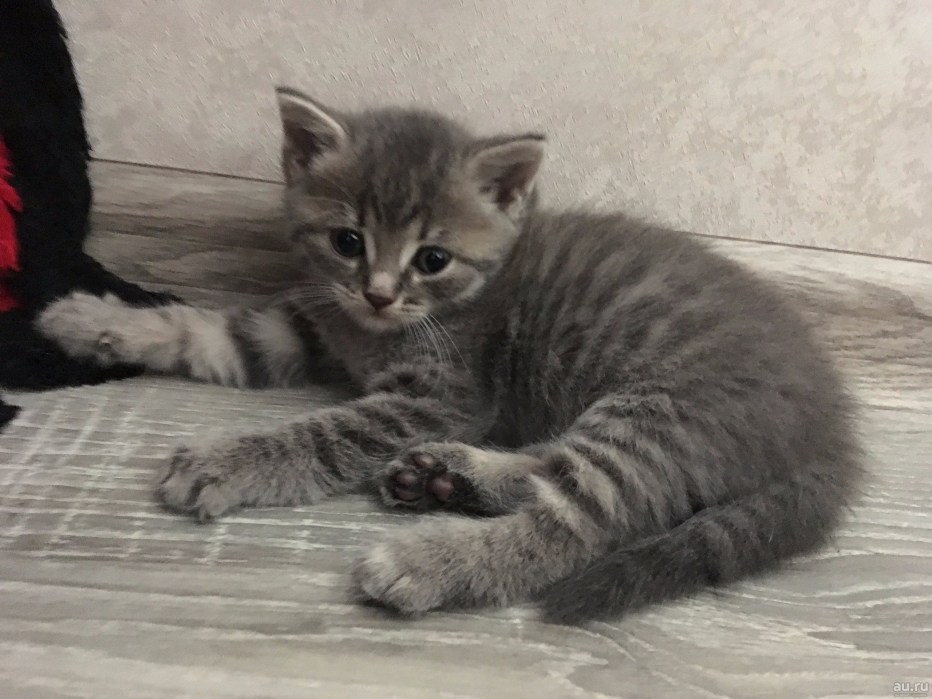 Шотландские котята прямоухие