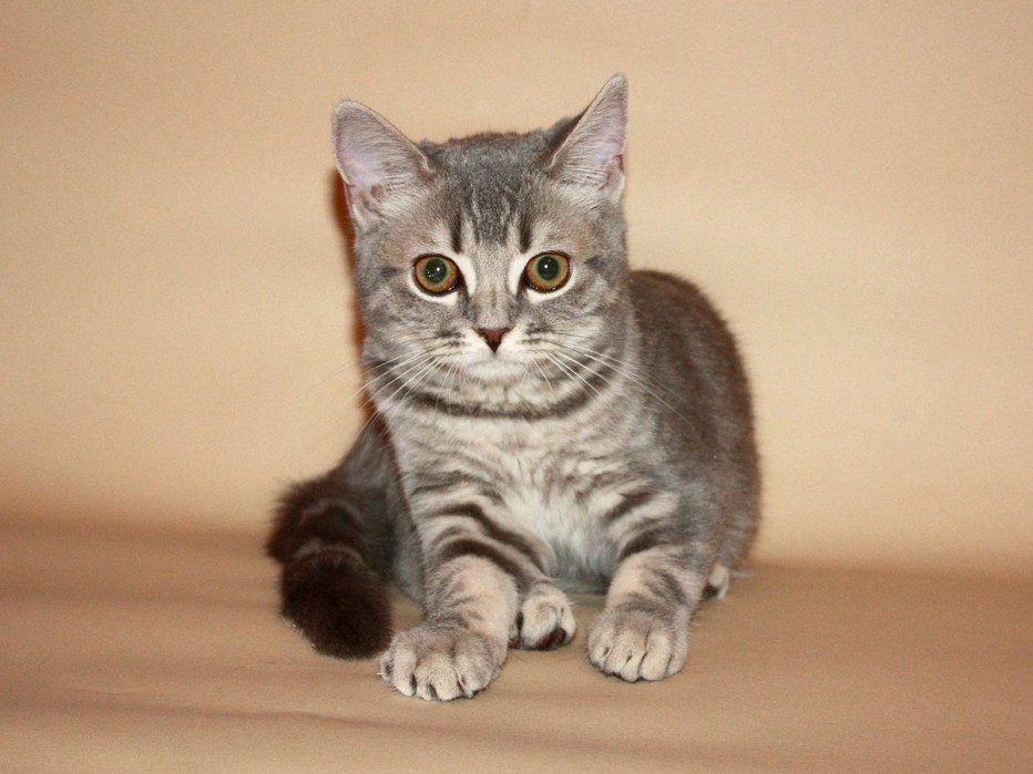 Шотландская прямоухая котенок
