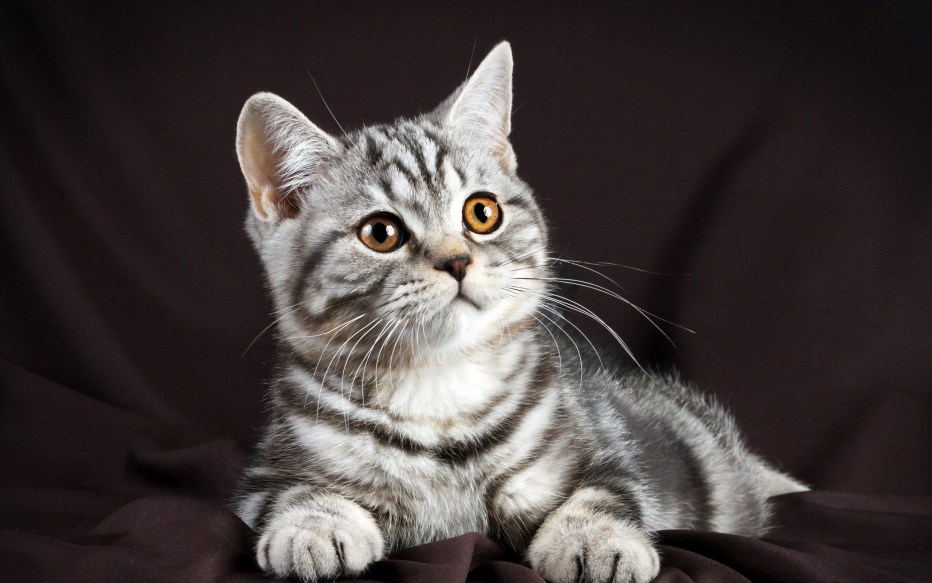 Шотландец скоттиш страйт мраморный