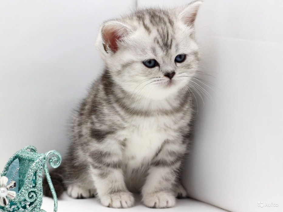 Шотландские котята прямоухие серые