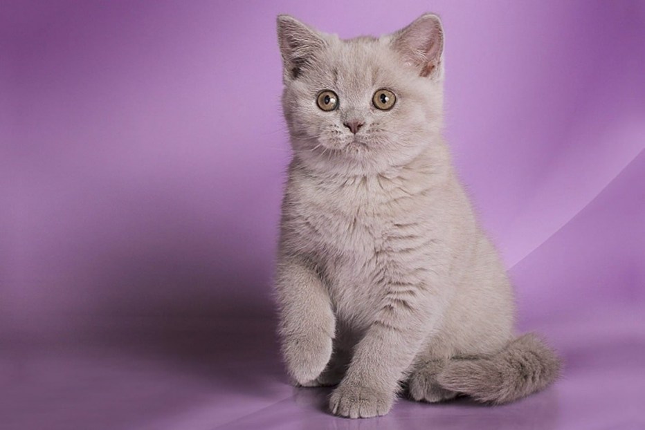 Шотландский скоттиш страйт
