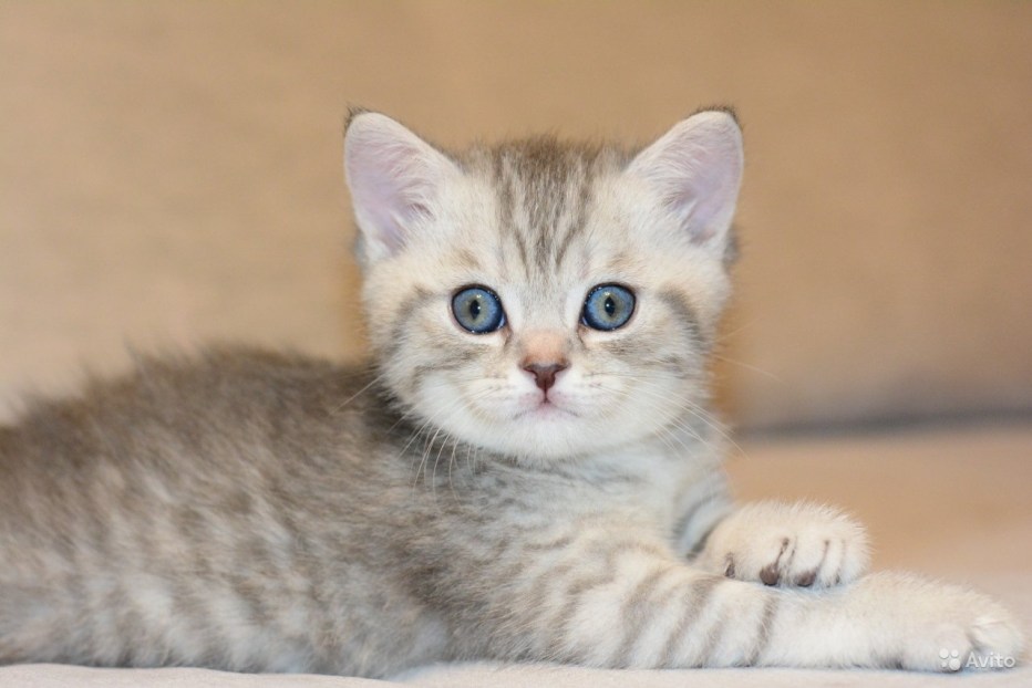 Скоттиш страйт