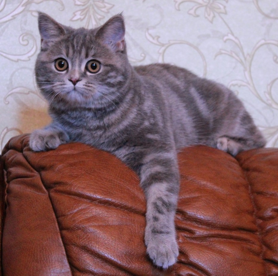 Скоттиш страйт