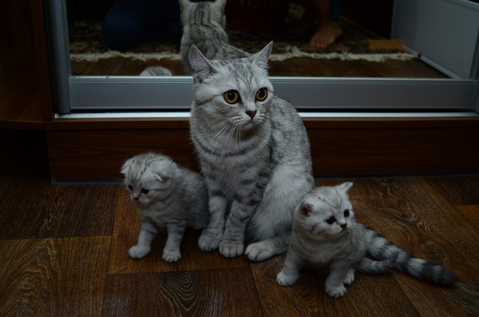 Скоттиш страйт