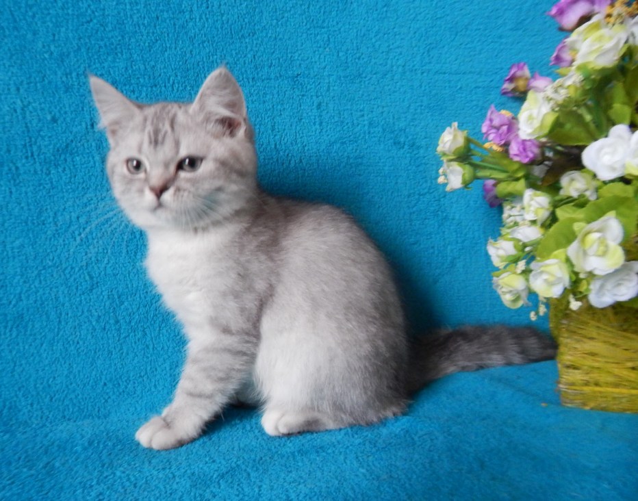 Шотландская прямоухая кошка лиловый мрамор