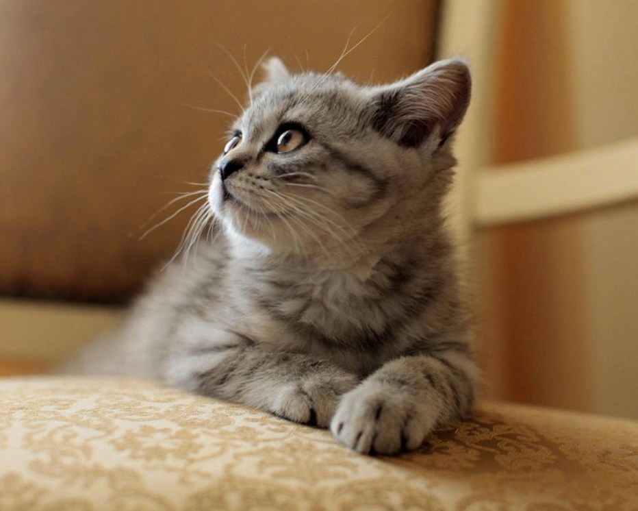 Шотландская кошка прямоухая