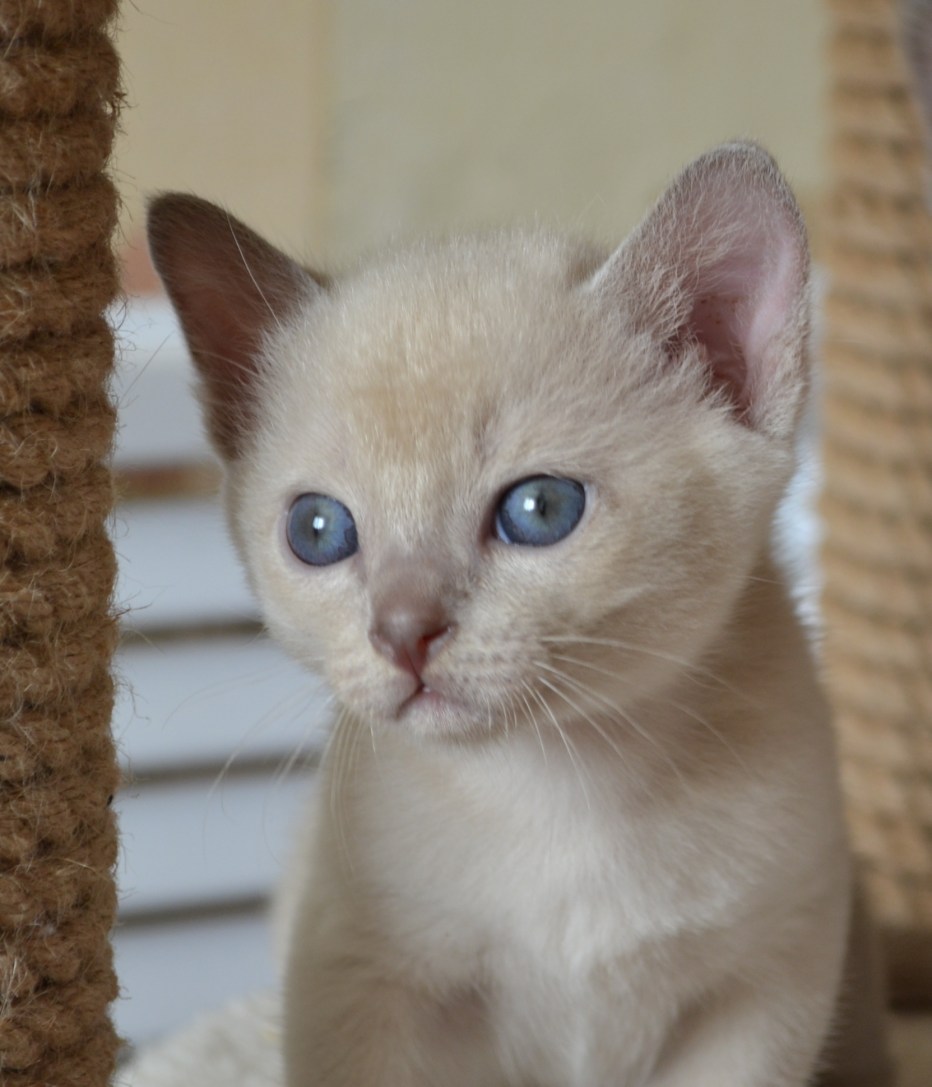 Тонкинская кошка котята