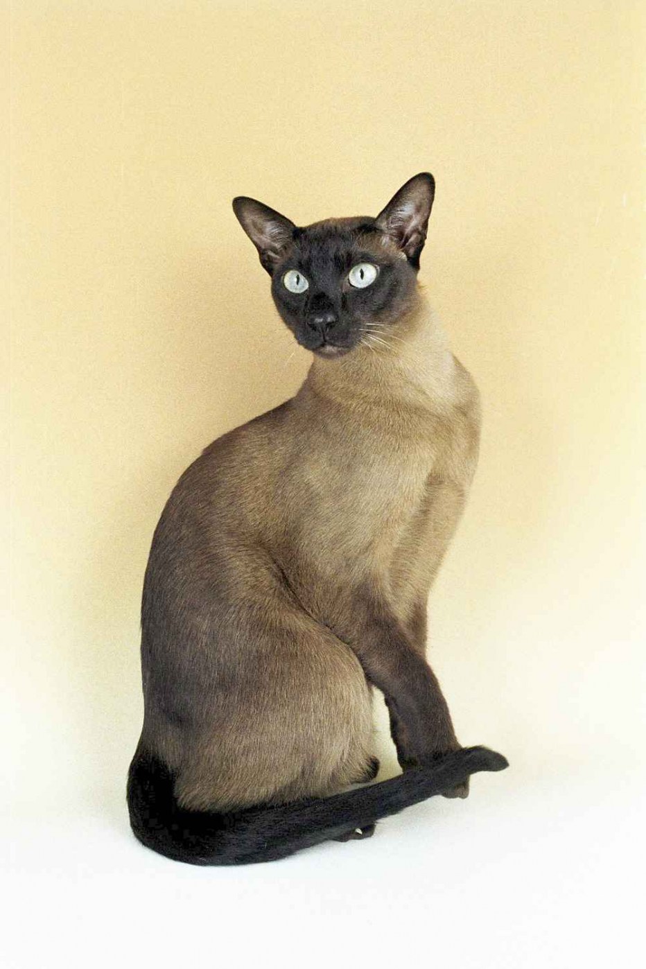 Тонкинез кошка