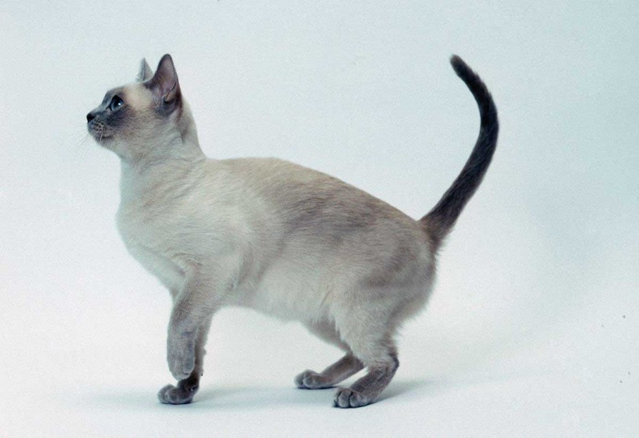 Тонкинез кошка