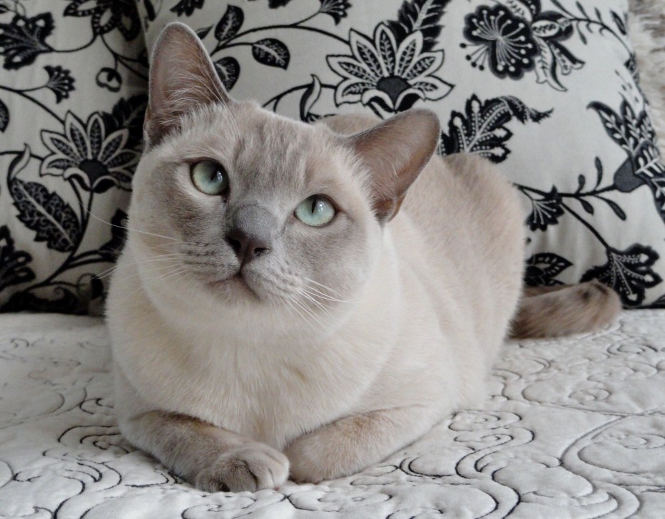 Платиновая кошка