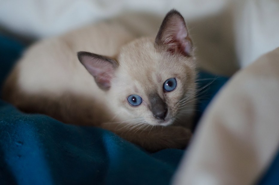 Тонкинская кошка котята