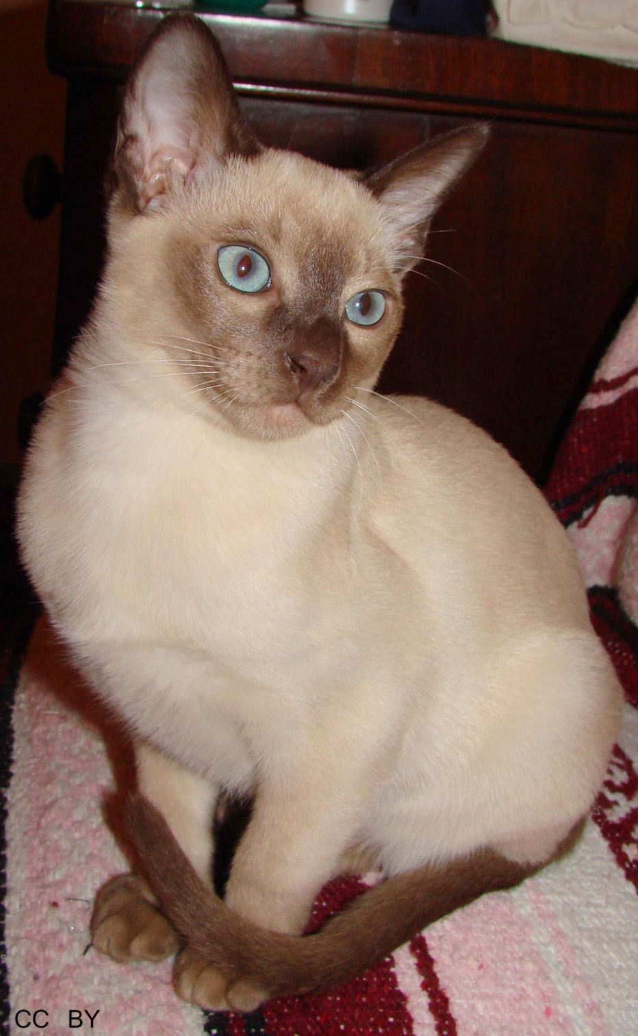Тонкинская кошка котята