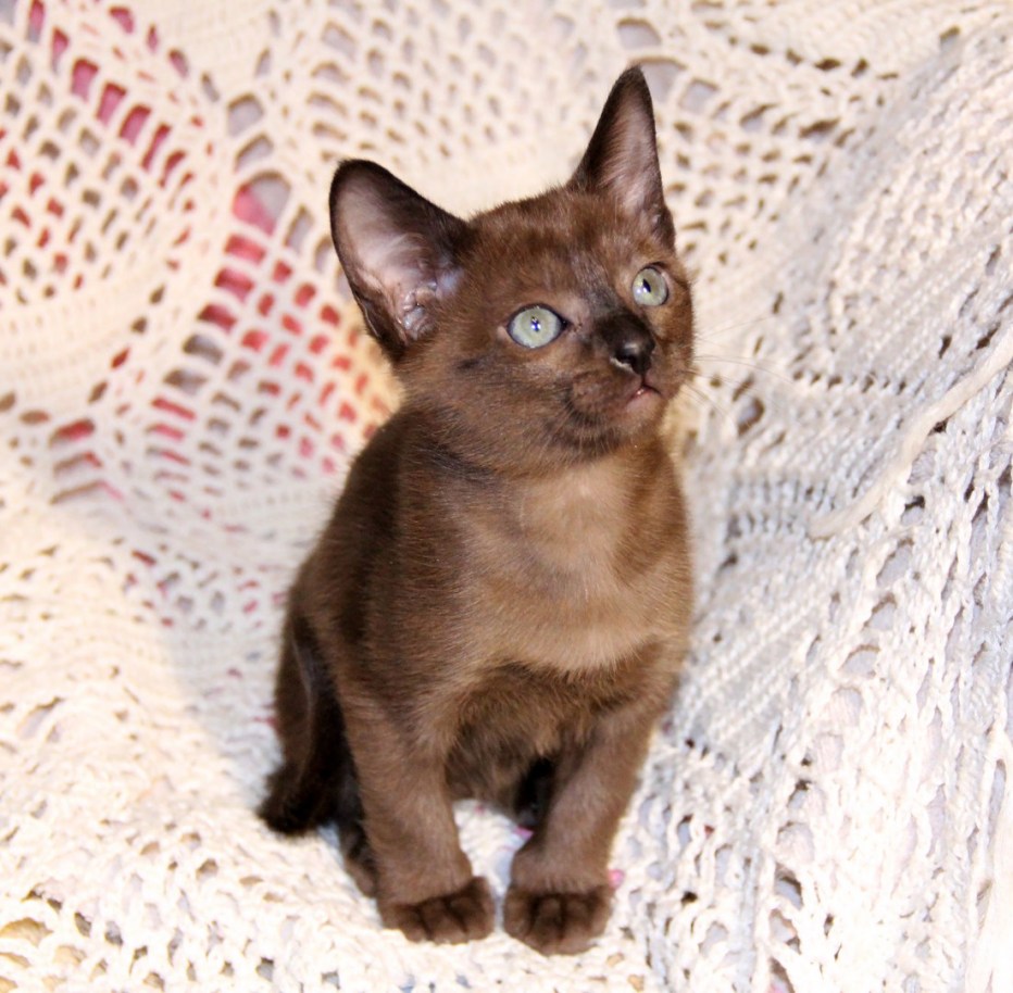 Тонкинская кошка котята