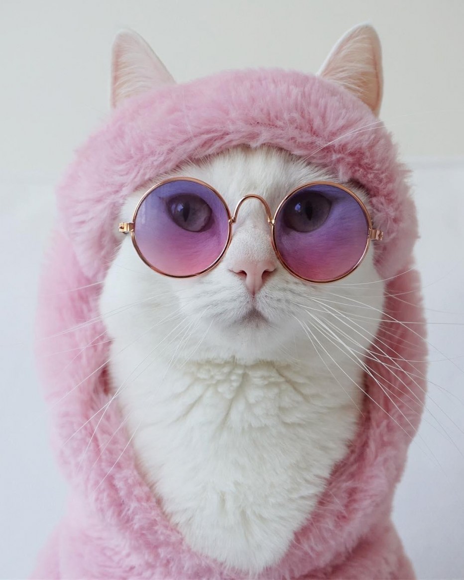 Модная кошка