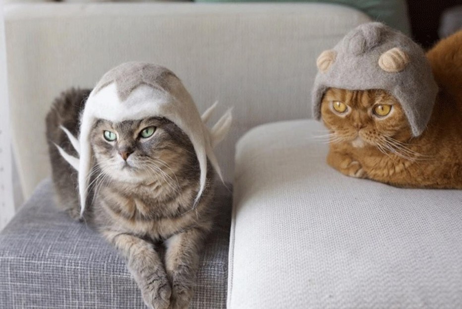 Крутые кошки