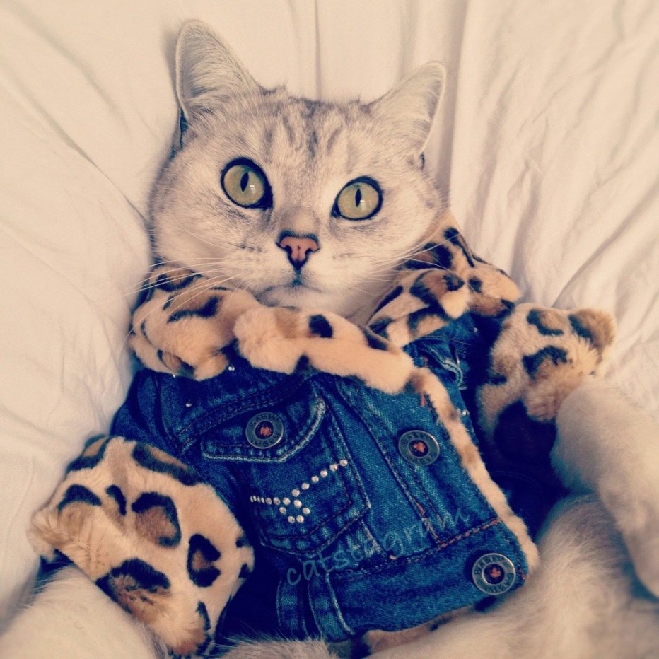 Нарядная кошка