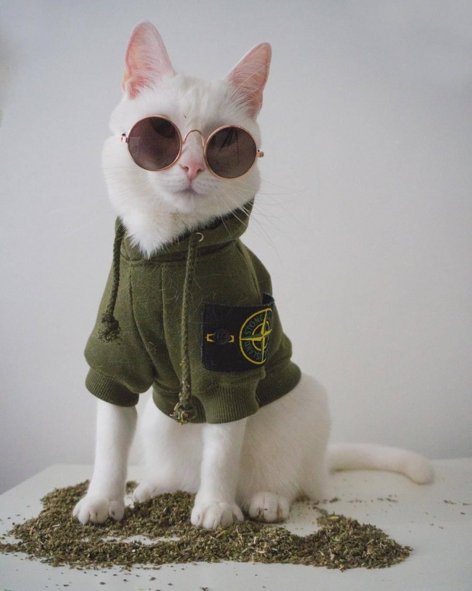 Модный кот