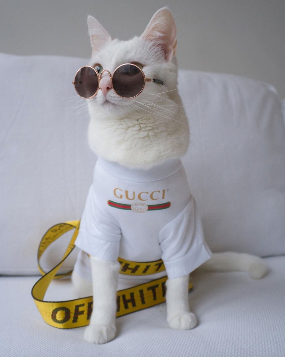 Модная кошка
