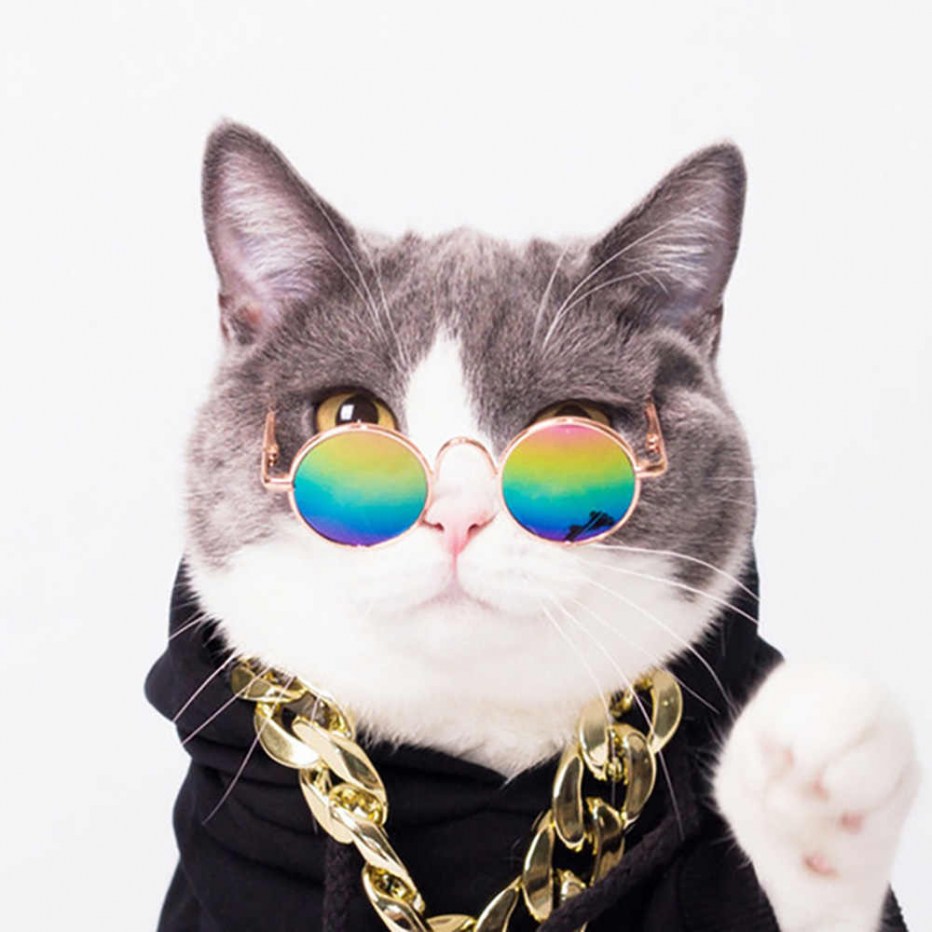 Модные коты