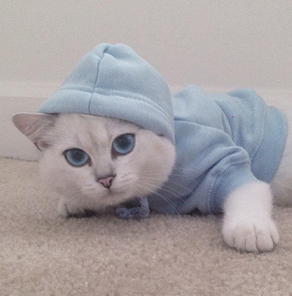 Модные коты