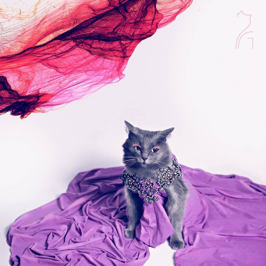 Кот в очках