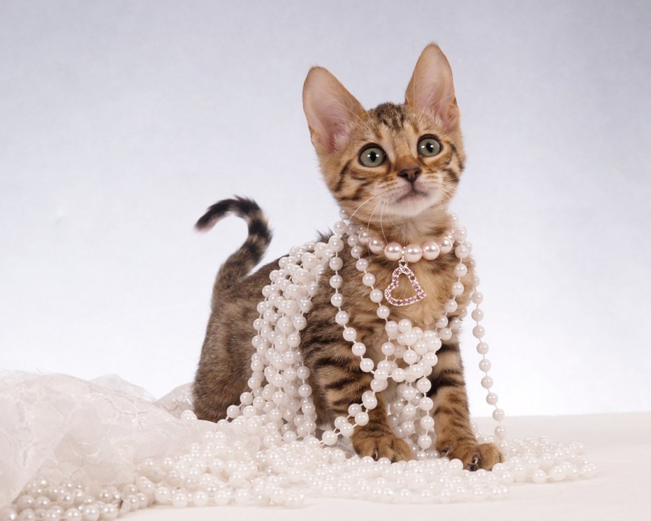 Стильный кот