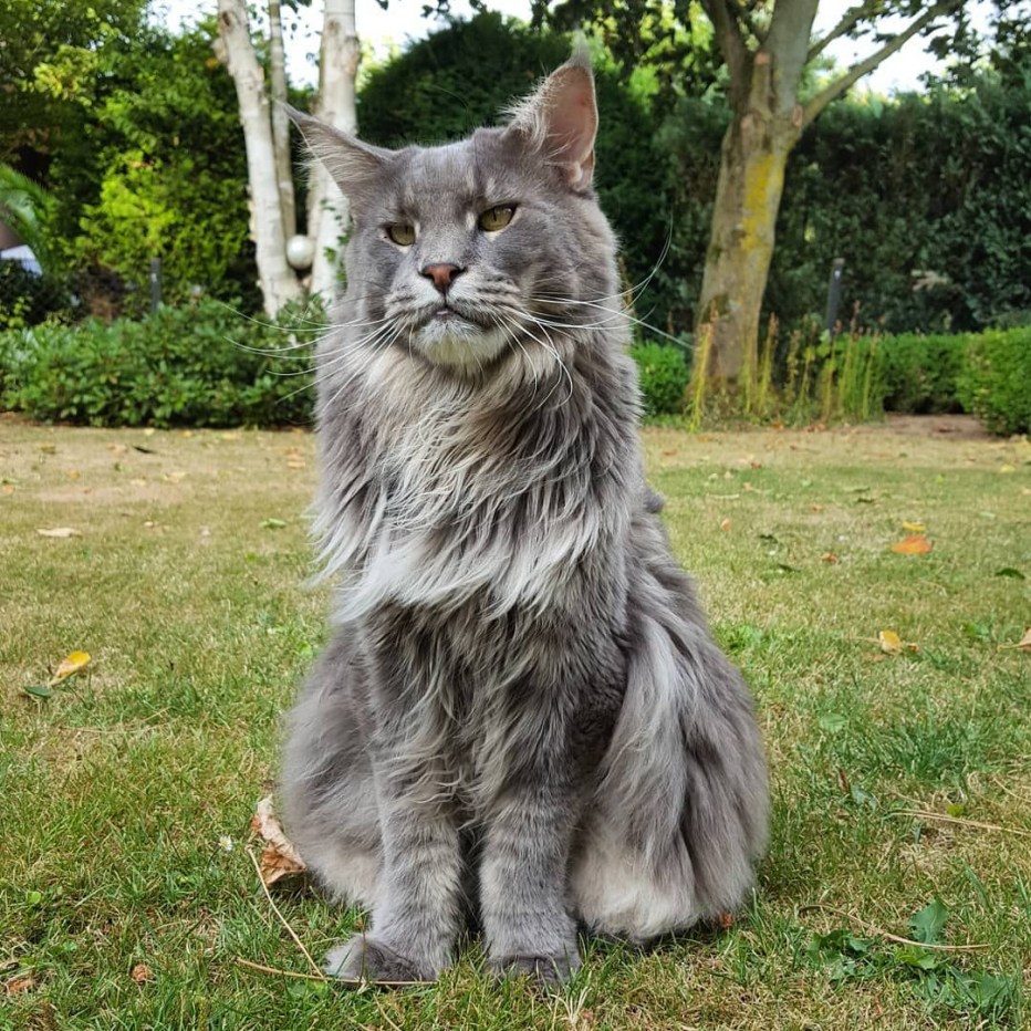 Кот Мейн кун