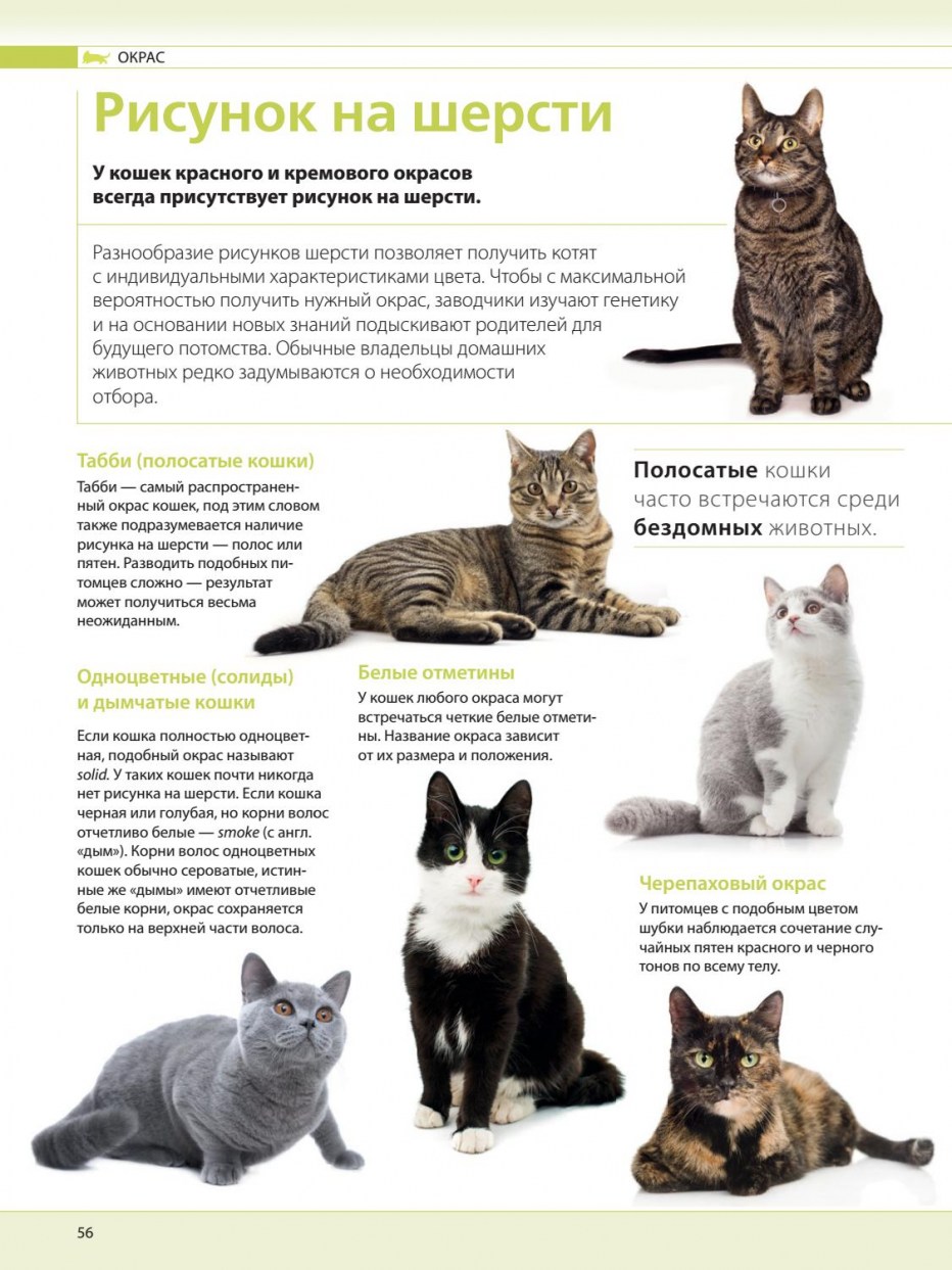 Окрасы кошек таблица
