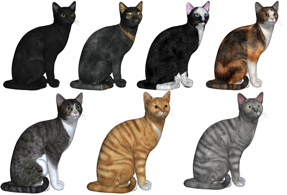 Окрасы кошек
