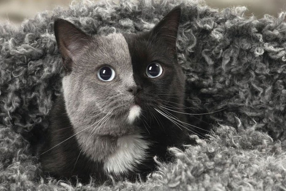 Двуликая кошка Нарния