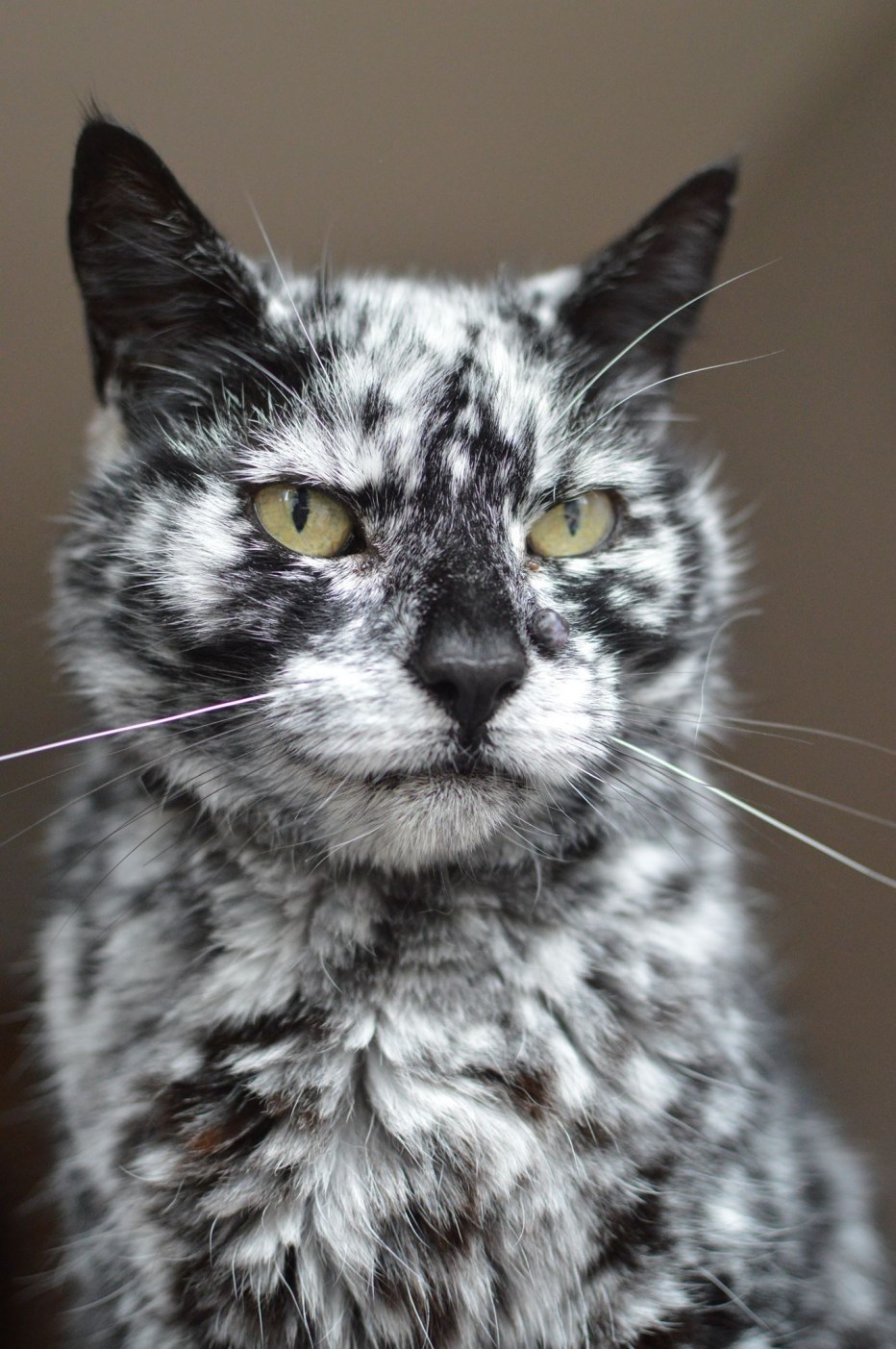 Необычные коты