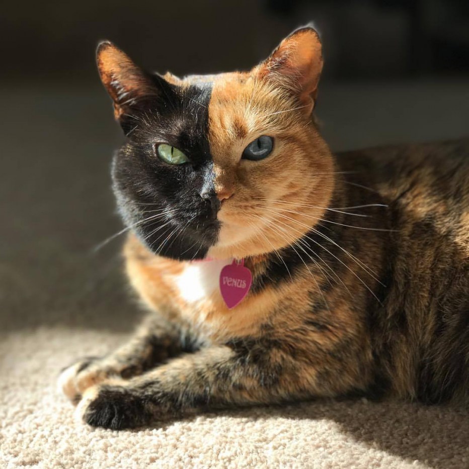 Необычные коты