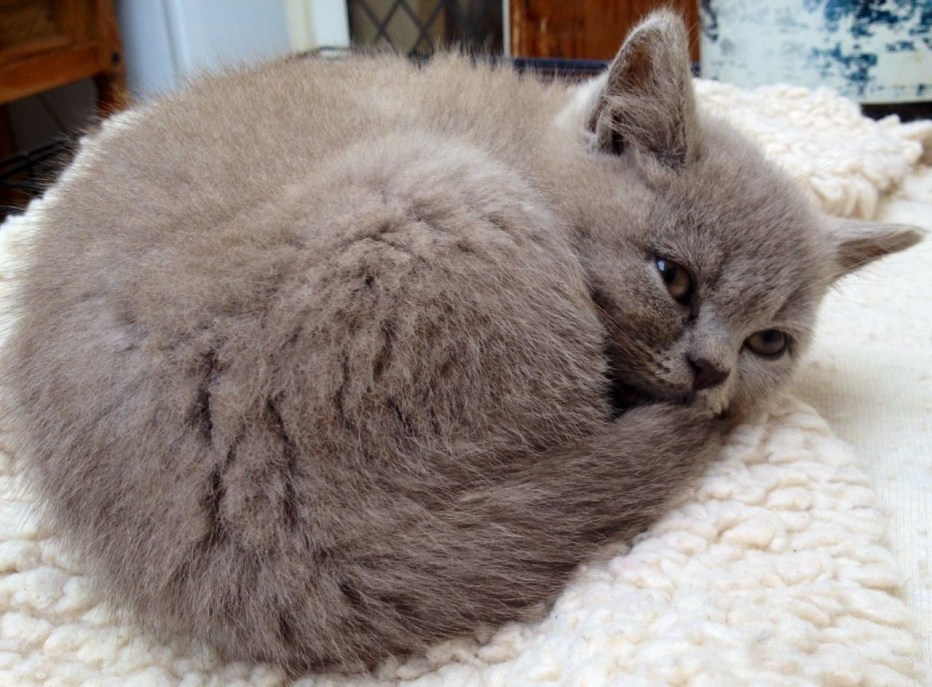 Британская шёрстная кошка