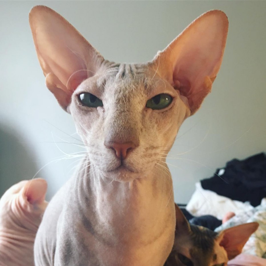 Сфинкс кошка Петерболд