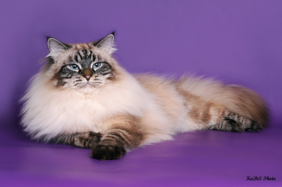 Невская маскарадная котята