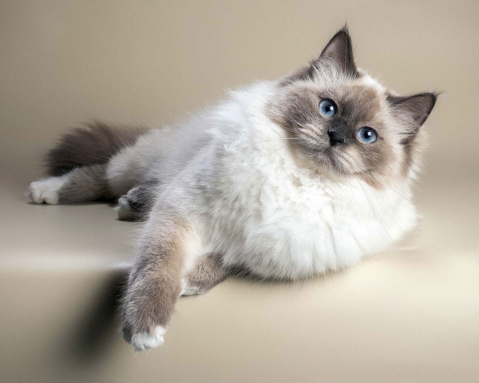 Невская маскарадная кошка самец
