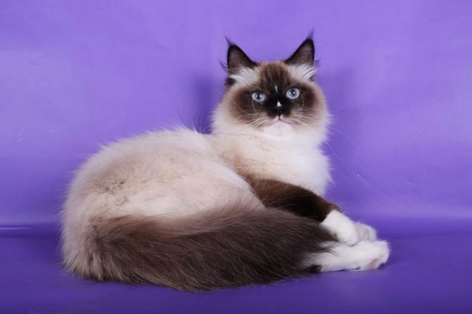 Невская маскарадная котята