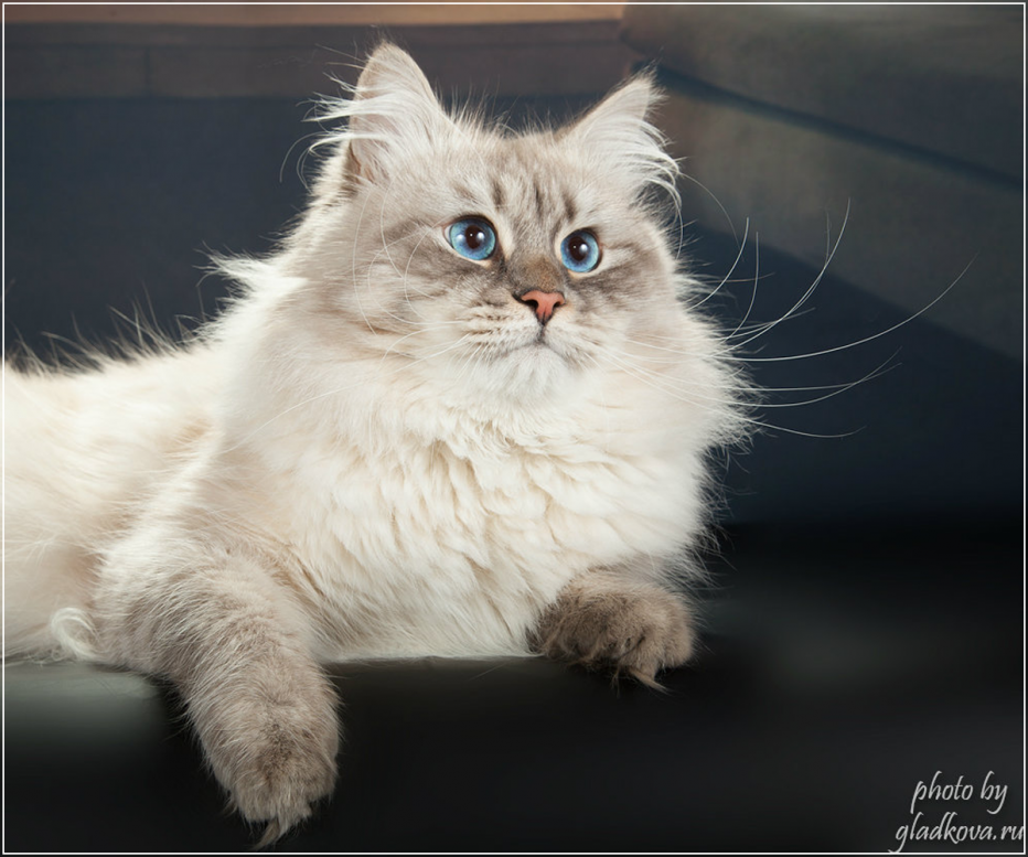 Коты породы Невская маскарадная