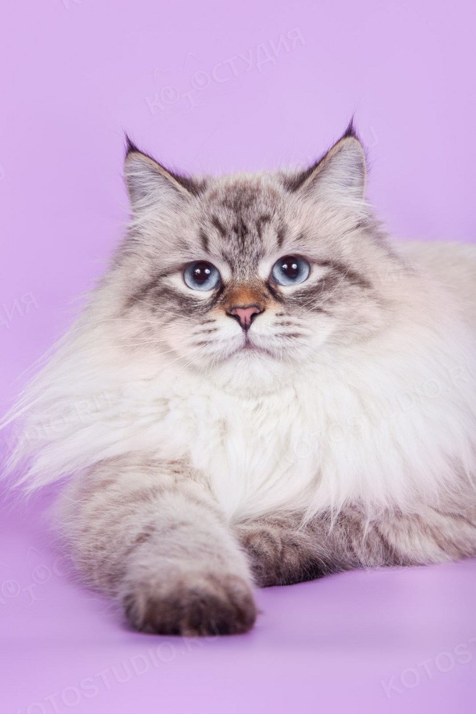 Кошка немецкая маскарадная