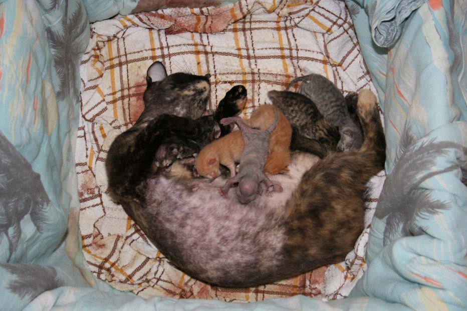 Кесарево сечение у кошки
