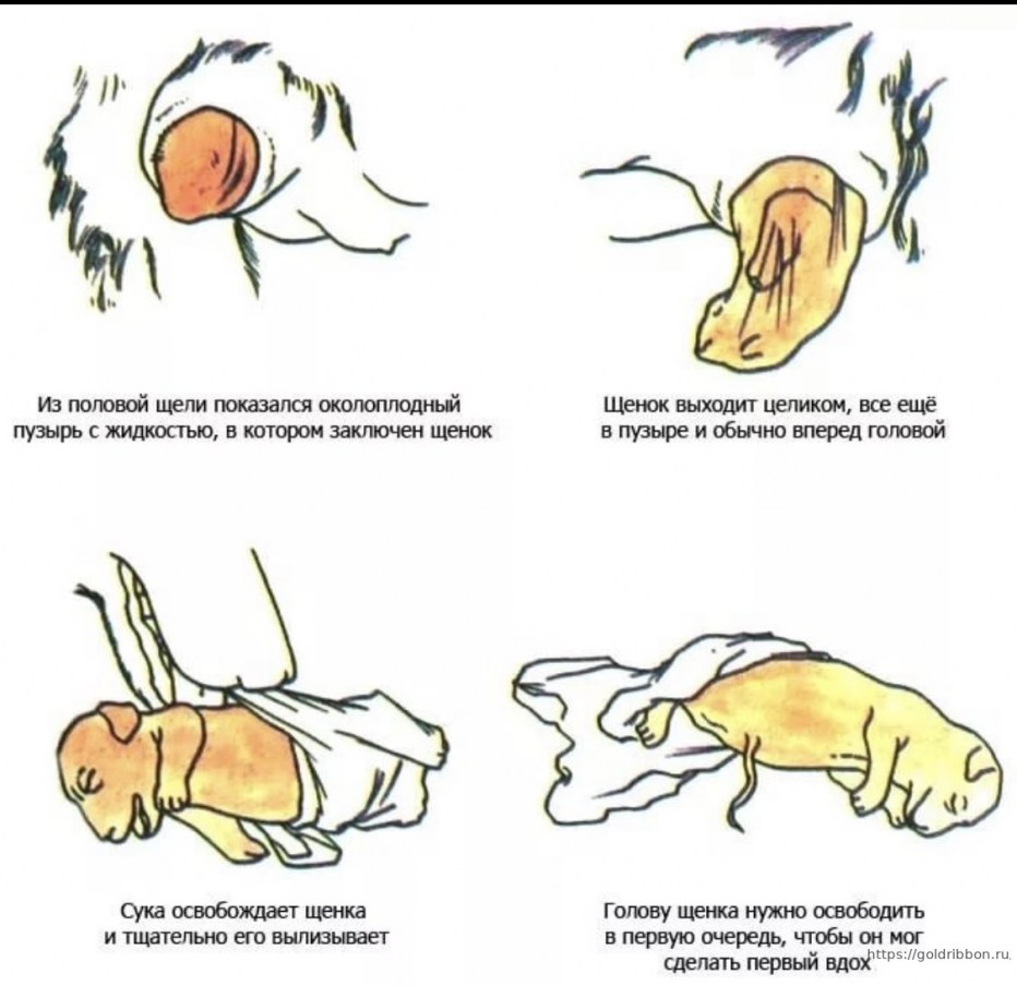 Буллезный пемфигоид у собак