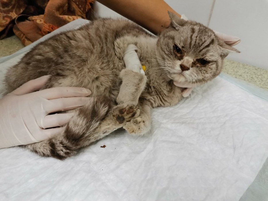 Беременность кошки длится