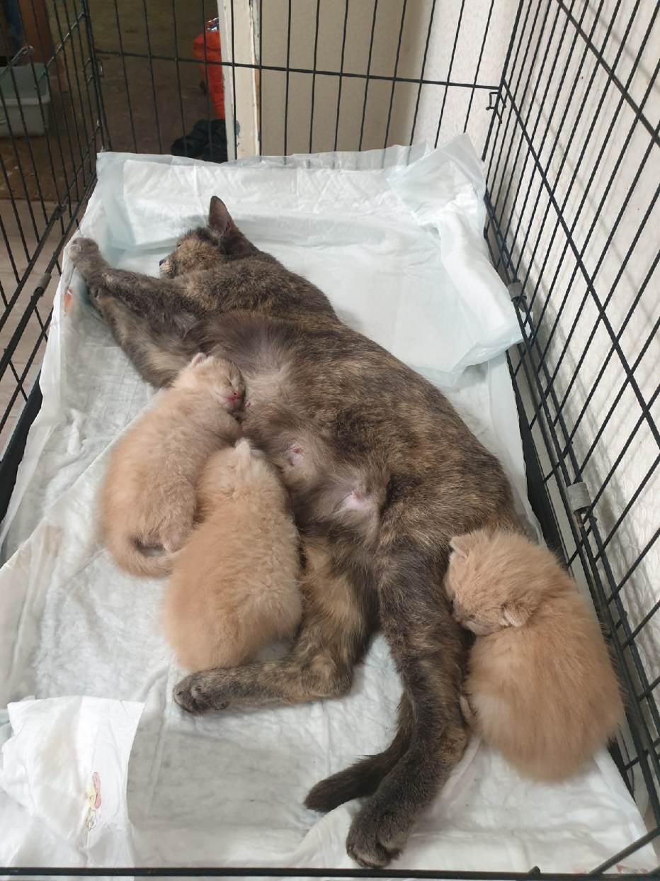 Котенок родился мертвым