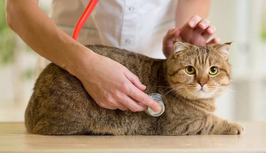 Кошачье гнездо