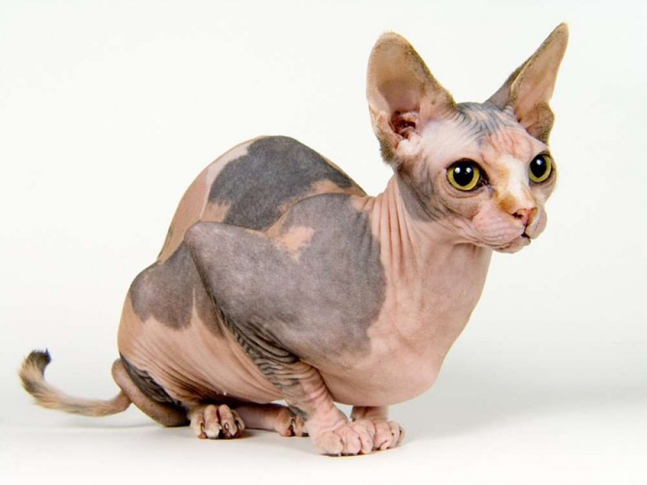 Сфинкс кошка