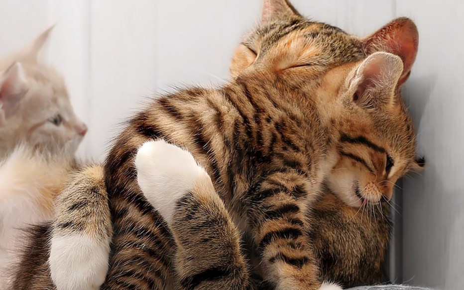Мама кошка и котенок