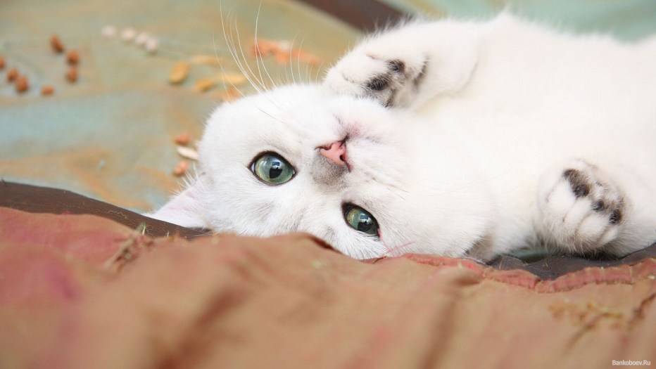Нежная кошечка