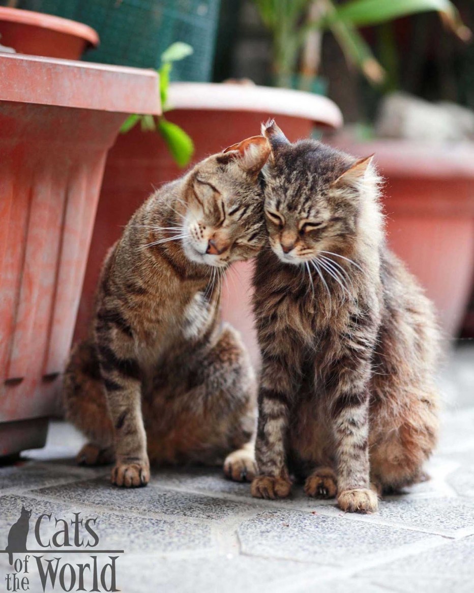 Кот ластится