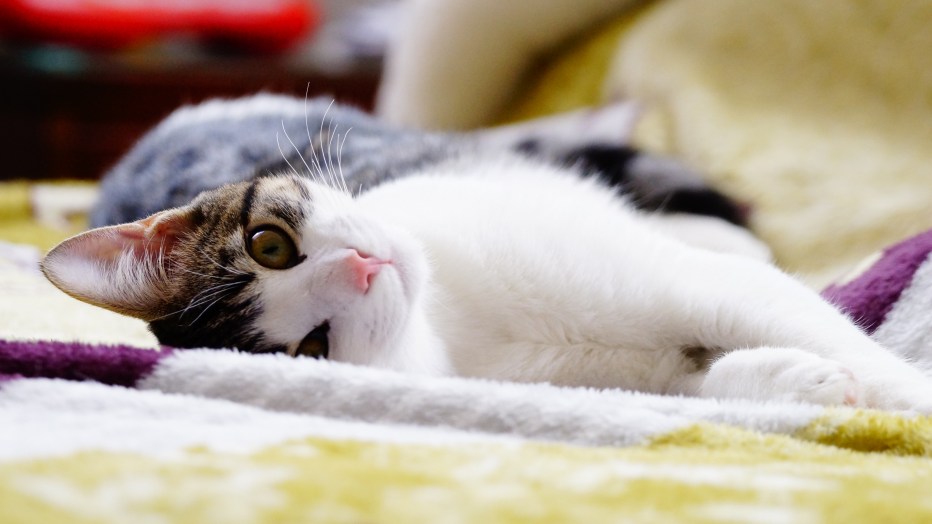 Нежные коты картинки