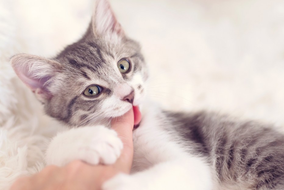 Котик кусает кошечку